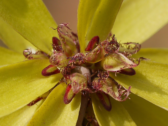 Bulbophyllum fimbriatum (Lindl.) Rchb.f.
