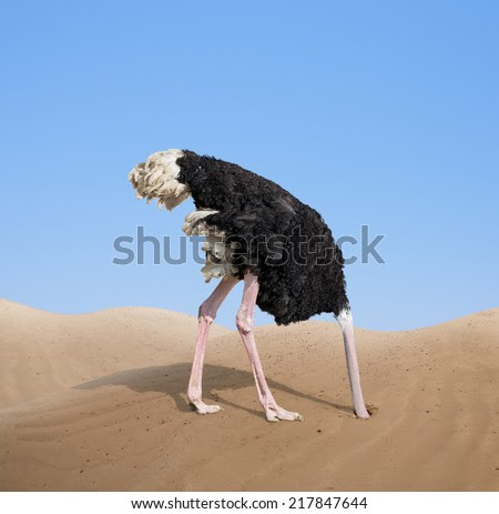 scared ostrich burying its head in sand concept - stock photo