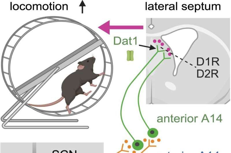 Brain cells identified for regulation of sleep-wake rhythm