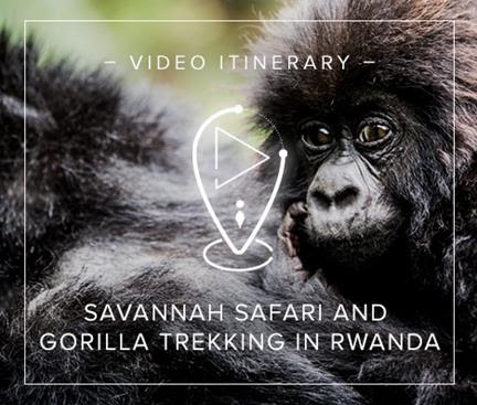 Video Itinerary: Savannah Safari and Gorilla Trekking