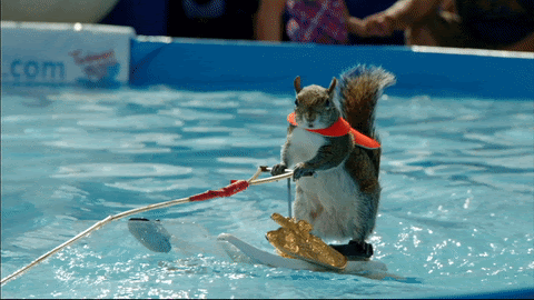 Squirrel waterskiing