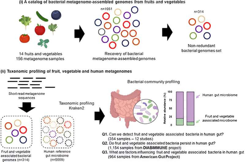 Proven for the first time: The microbiome of fruit and vegetables positively influences diversity in the gut