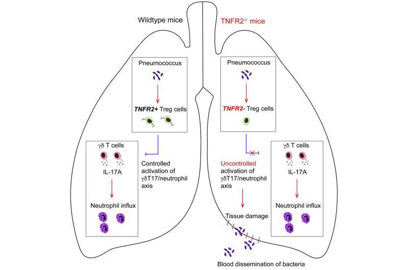 Discovery of T-cells that protect against deadly pneumococcal disease