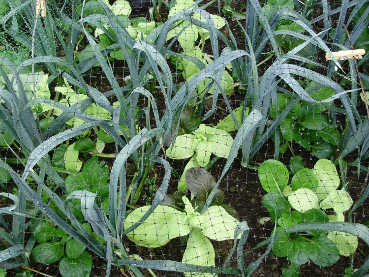 Leeks interplanted with Pak Choi -  keep soil covered, protecting the surface & stopping nutrients from leaching in heavy rain