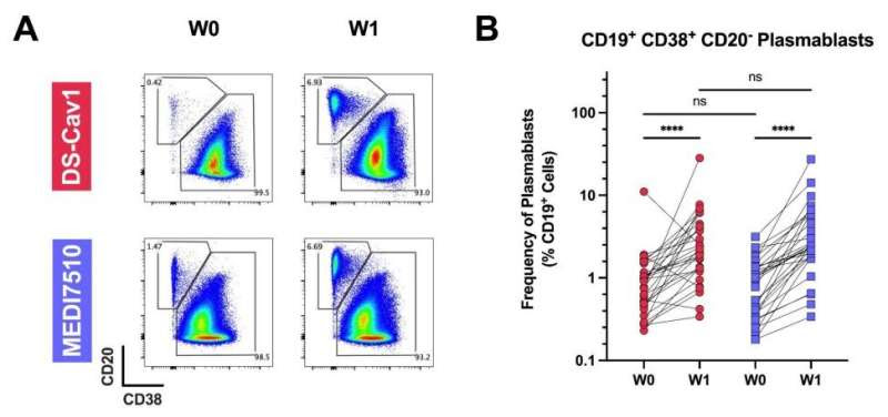 A flurry of RSV vaccine research may result in a protective immunization in the not-too-distant future