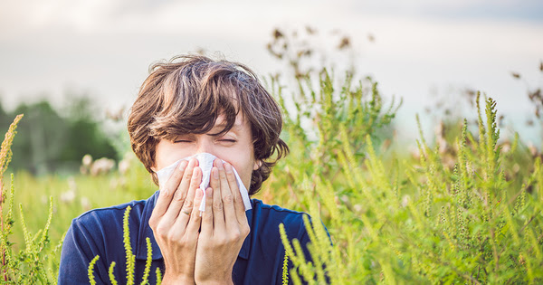 Allergies : l'impact sanitaire du pollen d'ambroisie coûte très cher