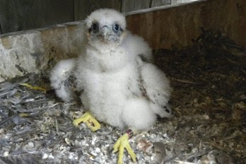 peregrine falcon chick with leg band
