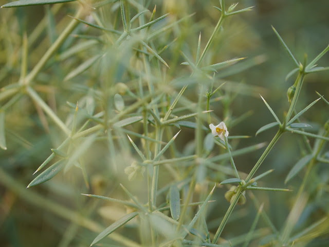 Fagonia indica Burm.f.