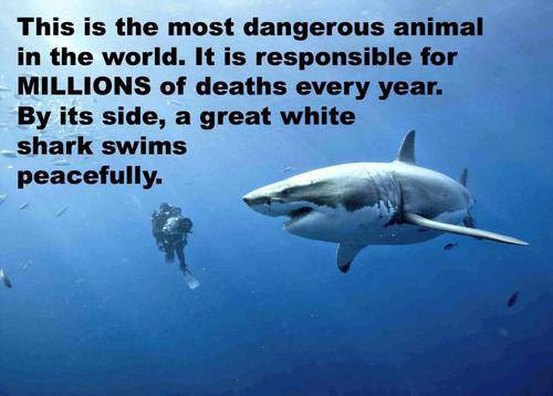 This is the most dangerous animal in the world. 16%20-%20Shark
