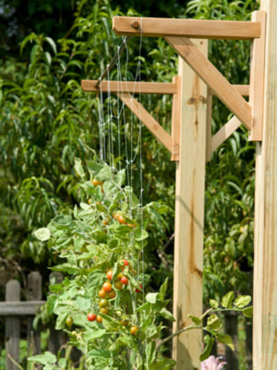 Turn a Small Space Into a Big Harvest  Traditional-trellis