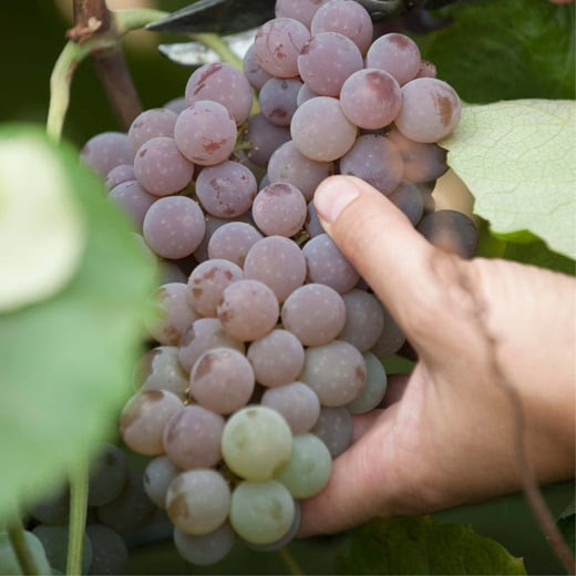 reliance table grapes