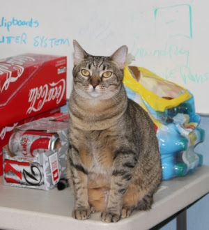 spaymart