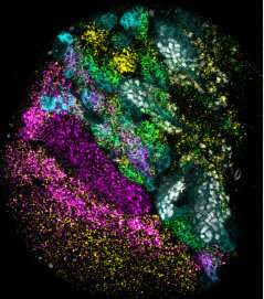 U-M RNA scientists identify many genes involved in neuron development