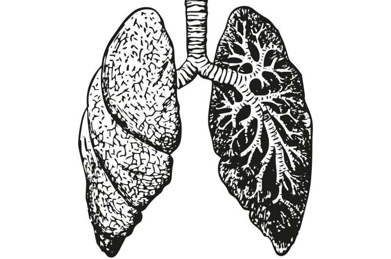 lungs