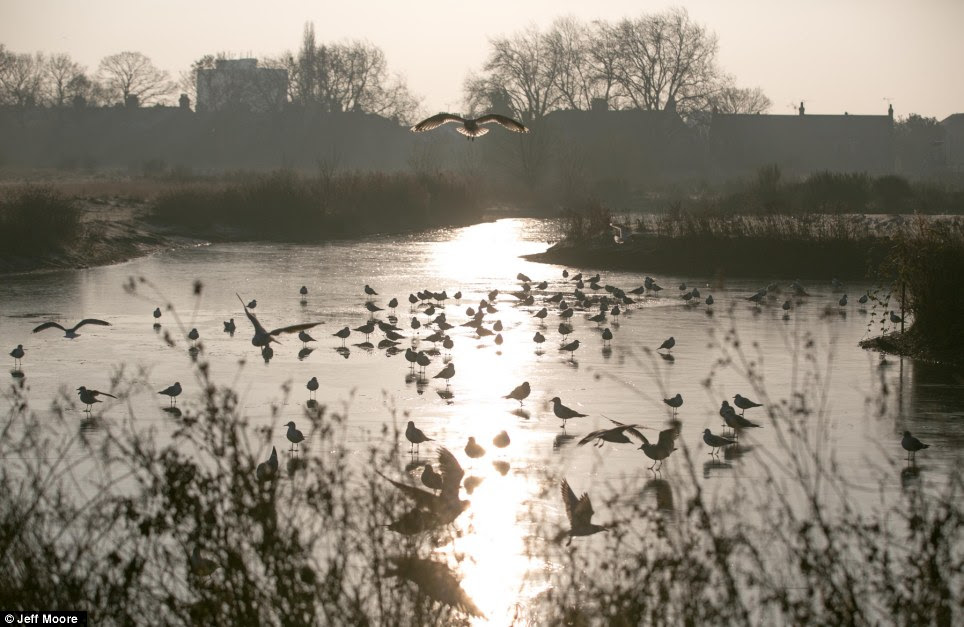 Frozen flight: Birds gather on the ice atop the Jubilee Pond in Forest Gate, East London