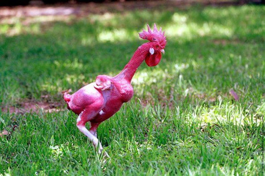 Gà không có một cọng lông, gà lùn, gà không đuôi và những loại gà kỳ lạ nhất trên thế giới - Ảnh 22.