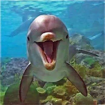 Joyful-Dolphin
