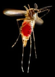 A female Aedes aegypti mosquito takes flight after a meal on a host’s skin.