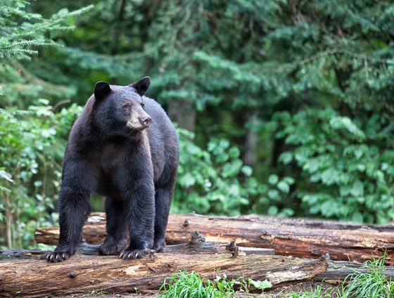 An image of an American black bear. 