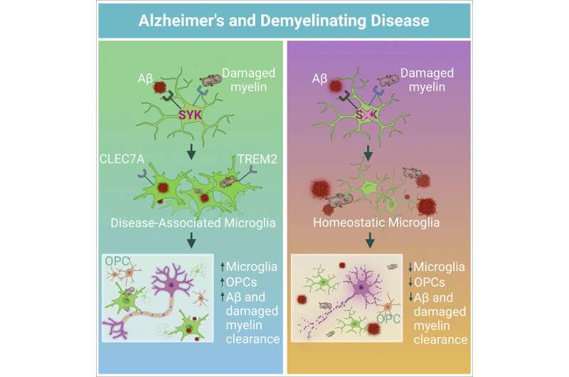 Harnessing the brain's immune cells to stave off Alzheimer's and other neurodegenerative diseases