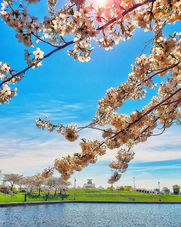 Sunlight streams through light pink blossoms at top, dark blue water at bottom, with trees and an ornate fountain in the distance