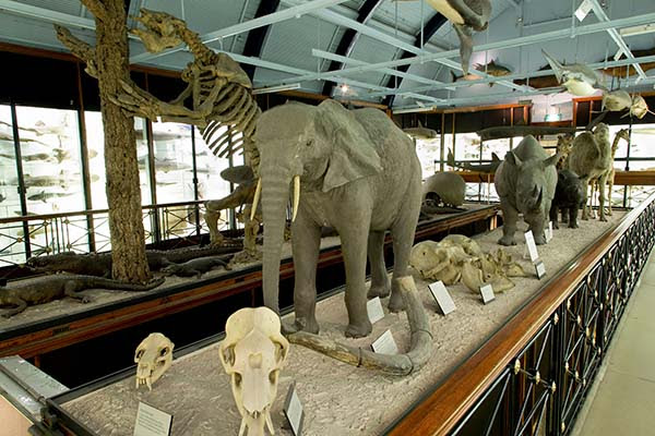 A taxidermy elephant in Tring's galleries