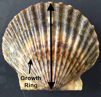 Bay scallop showing annual growth ring and direction of measurement 