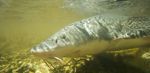 the pale green and gray head of a sturgeon, in shallow water, light shining through above, and the fish's shadow on the pebbled bottom