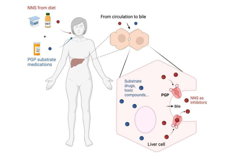 Researchers uncover how sugar substitutes disrupt liver detoxification