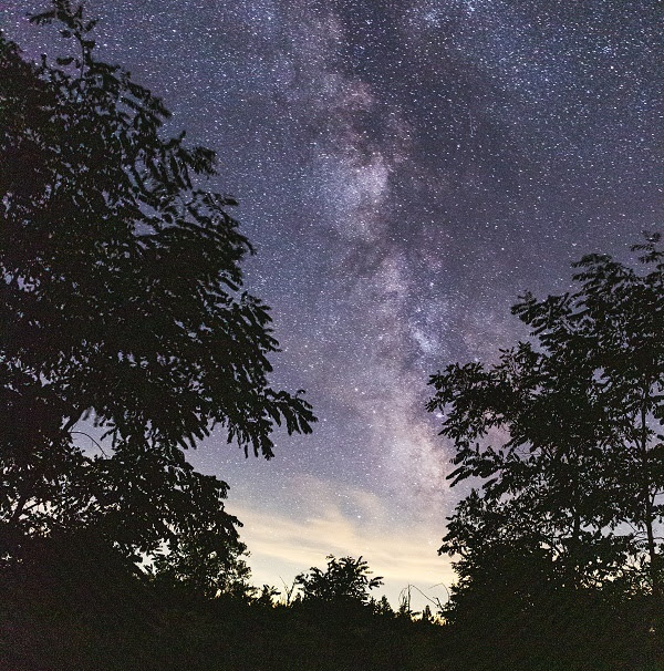 nighttime sky filled with stars, framed along the bottom and sides by shadows of trees