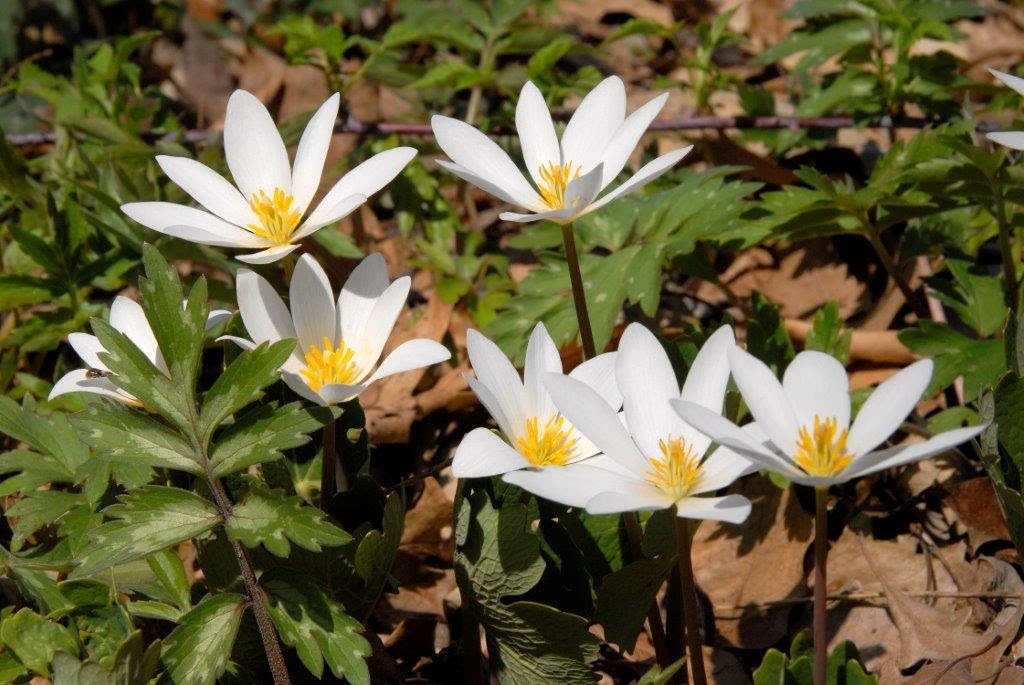 Bloodroot