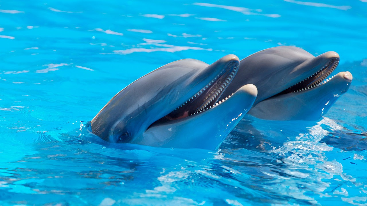 5 Reasons You Will Love a Gulf Shores Dolphin Cruise TripShock!