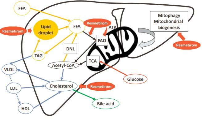 thyroid_receptor_acts_on_liver_pathways.JPG