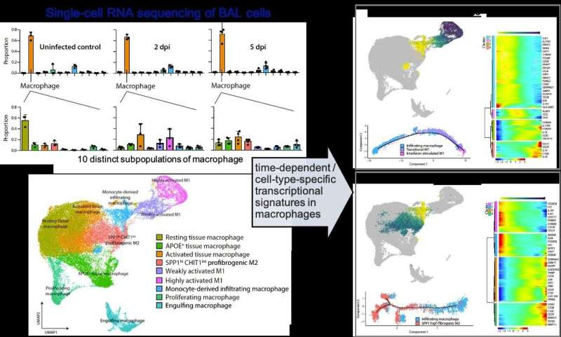 What triggers lung damage during COVID-19?