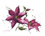 Clematis Watercolor - Posted on Sunday, January 11, 2015 by Alison Fennell