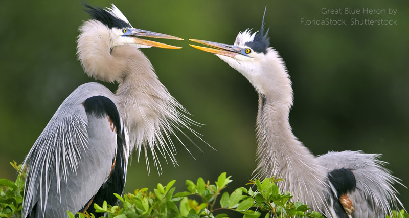 image of Great Blue Heron by FloridaStock, Shutterstock