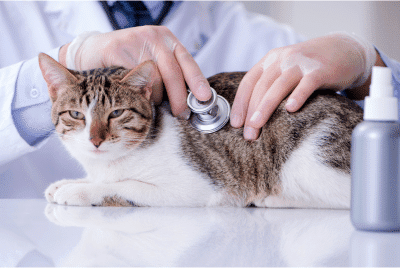 Cat being examined by a veterinarian.