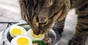 3 Toxic Foods For Cats