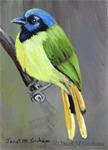 Green Jay ACEO - Posted on Thursday, March 12, 2015 by Janet Graham