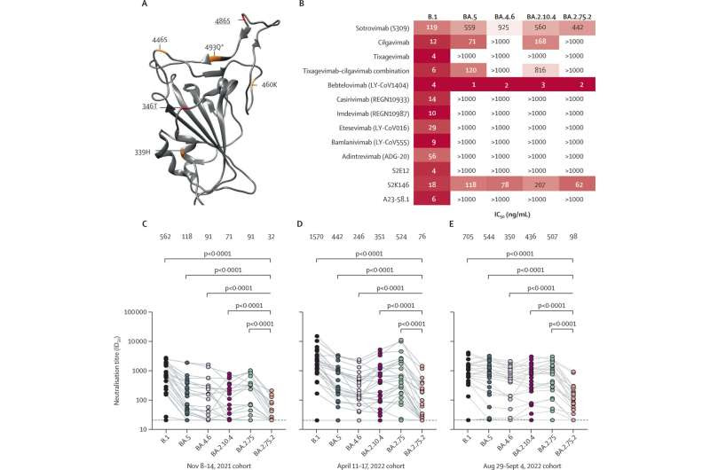 New omicron subvariant largely evades neutralizing antibodies