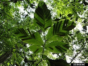 Beech leaf disease causes dark stripes in leaves