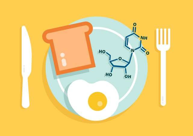 Cells can use uridine, a component of RNA, as a source of energy