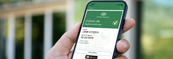 Male hands holding phone with Covid-19 certificate screen background