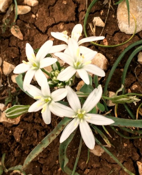 Shomron flowers