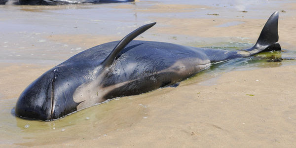 A dead pilot whale lays in the sand of a beach.