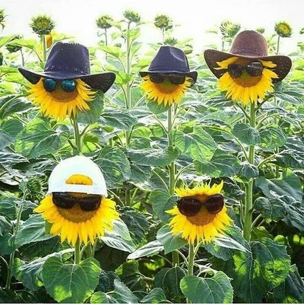 Sunflower-Disguises