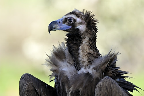 Extremadura, vogels, vakantie, vakantiehuis, huisje, steppen, Monfrague, monniksgier