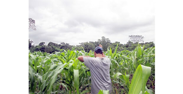 Comunidad Cuauhtémoc Cárdenas, Palenque, Chiapas. Foto: Hermann Bellinghausen