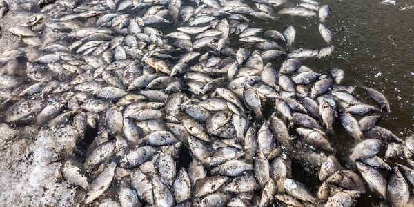 Countless fish lie dead in the water, victims of a mass death event.