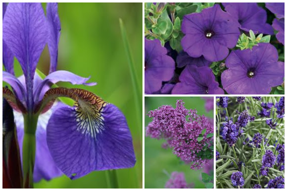 Purple-flowering plants